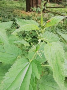 Read more about the article Brennnessel – Urtica dioica