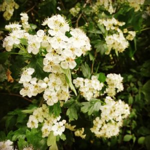Read more about the article Weißdorn – Crataegus monogyna