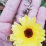 Ringelblume