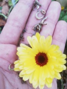 Read more about the article Ringelblume – Calendula officinalis