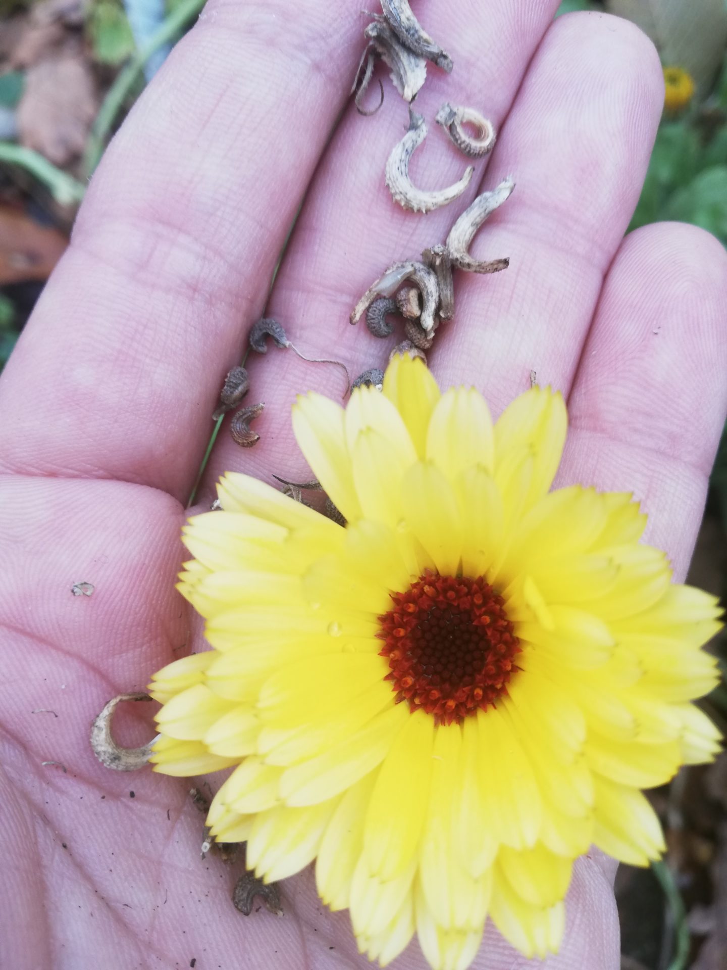 You are currently viewing Ringelblume – Calendula officinalis